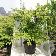 Viburnum plic. 'St Keverne' 125-150 cm cont. 55L meerstammig