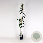 Clematis arm. 'Snowdrift' 150-175 cm 5,0L