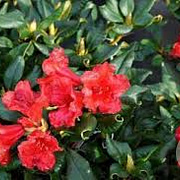 Rhododendron (F) 'Baden-Baden' 40-50 cm met kluit