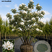Rhododendron 'Cunningham's White' 140-160 cm met kluit meerstammig