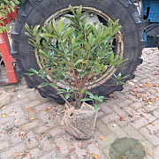 Rhododendron 'Cunningham's White' 60-70 cm met kluit