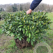 Rhododendron 'Cunningham's White' 80-90 cm met kluit