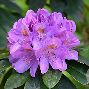 Rhododendron 'Catawbiense Grandiflorum' 140-160 cm met kluit solitair