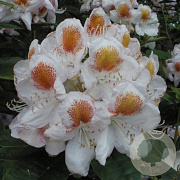 Rhododendron 'Lowinsky' 50-60 cm met kluit
