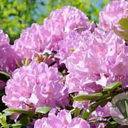 Rhododendron 'Ponticum Roseum' 70-80 cm met kluit