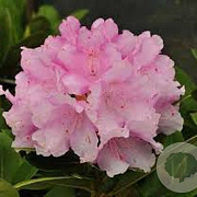 Rhododendron (Y) 'Silberwolke' 40-50 cm met kluit