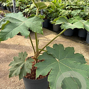 Tetrapanax papyrifer 'Rex' 30-40 cm 7,5L