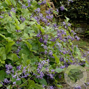 Clematis (H) 'Blue Wings' GM P9