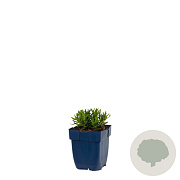 Lithodora d. 'Heavenly Blue' GM  P11