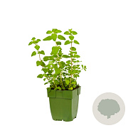 Origanum vulgare GM  P11