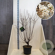Prunus serrula 175-200 cm 20L meerstammig