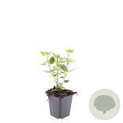 Agastache 'Blue Fortune' GM P9