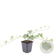 Hedera hel. 'Glacier' GM P9