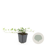 Hedera hel. 'Glacier' GM P9
