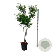 Cladrastis kentukea 175-200 cm 30L extra
