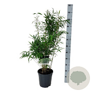 Fargesia robusta 'Wenchuan' 60-80 cm 6L