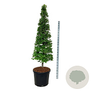 Fagus sylvatica 175-200 cm cont. 90L