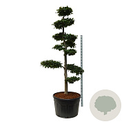 Fagus sylvatica 225-250 cm cont. 285L bonsai