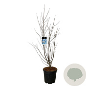 Halesia carolina 125-150 cm 30L extra