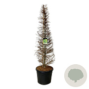 Larix kaempferi 175-200 cm cont. 90L