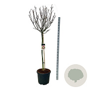 Magnolia 'Susan' 120 cm stam cont. 55L extra