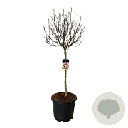 Magnolia 'Susan' 90 cm stam cont. 55L extra