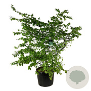 Parrotia persica 200-250 cm cont. 90L extra