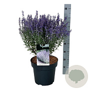 Perovskia atripl. 'Prime Time' 40-50 cm 15L