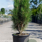 Pinus nigra 'Green Tower' 60-80 cm 15L