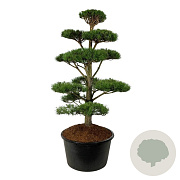 Pinus nigra nigra 175-200 cm cont. 285L bonsai