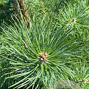 Pinus nigra nigra 200-225 cm draadkluit solitair