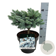 Picea pungens 'Glauca Globosa' 25-30 cm