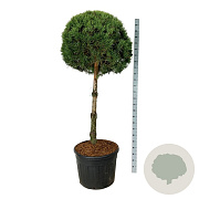 Pinus sylvestris 100 cm cont. 130L