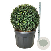 Prunus l. 'Angustifolia' 100 cm cont. 230L bol