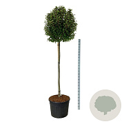 Prunus lusitanica 'Brenelia' 180 cm stam cont. 130L extra