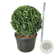 Prunus l. 'Herbergii' 100 cm cont. 230L bol