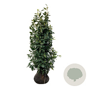 Prunus l. 'Novita' 150-175 cm met kluit extra
