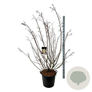 Stachyurus praecox 170-200 cm cont. 55L extra