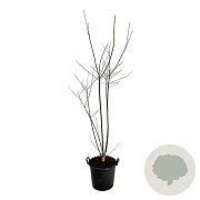 Styphnolobium japonicum 150-175 cm 30L extra