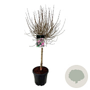 Syringa meyeri 'Palibin' 60 cm stam 15L