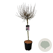 Syringa meyeri 'Palibin' 90 cm stam 15L