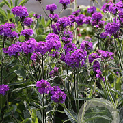 Verbena paars GM P12