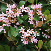 Rhaphiolepis del. 'Coates' Crimson' 80-100 cm 20L breed