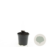 Geranium Rozanne GM C1.3