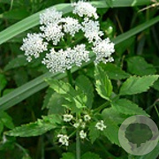 Berula erecta GM P9 leverbaar