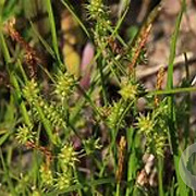 Carex oederi GM P9 leverbaar