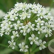 Cicuta virosa GM P9 leverbaar