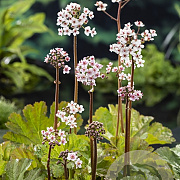 Darmera peltata GM P9 leverbaar