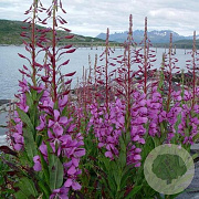Epilobium angustifolium GM P9 leverbaar