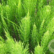 Equisetum arvense GM P9 leverbaar